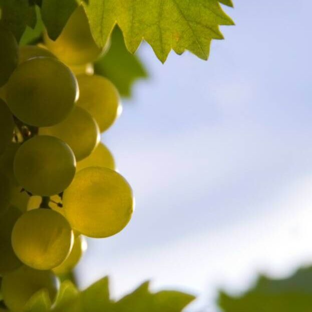 grapes